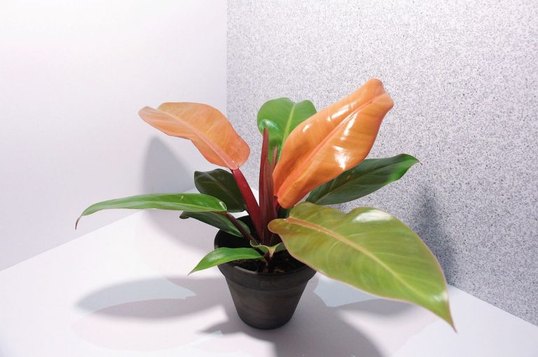 Philodendron Prince Of Orange in pot