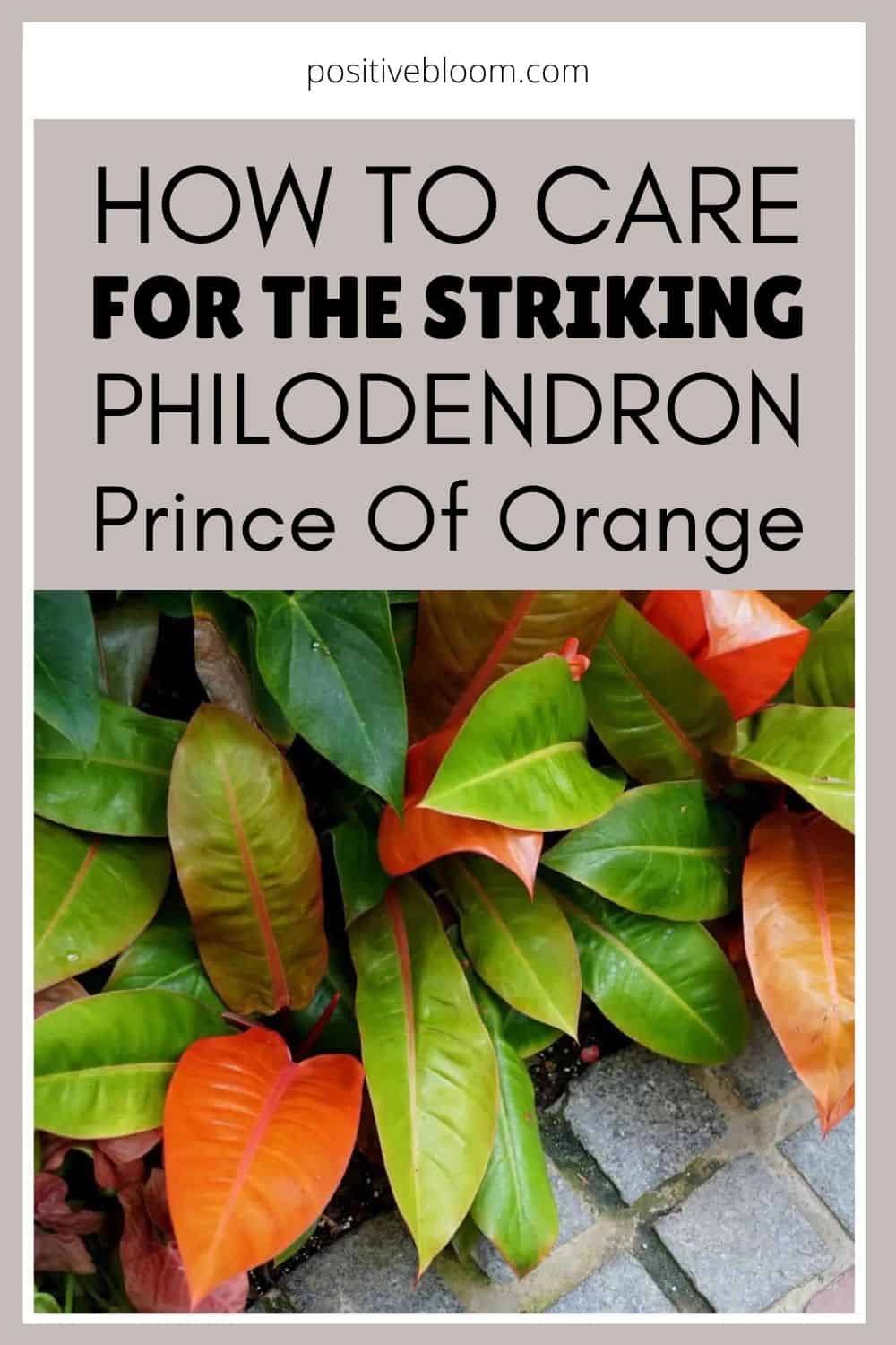 How To Care For The Striking Philodendron Prince Of Orange Pinterest