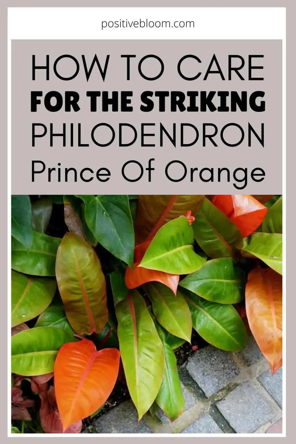 How To Care For The Striking Philodendron Prince Of Orange Pinterest