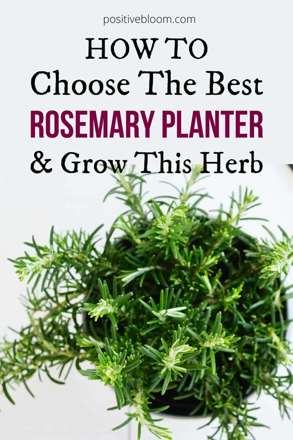 How To Choose The Best Rosemary Planter And Grow This Herb