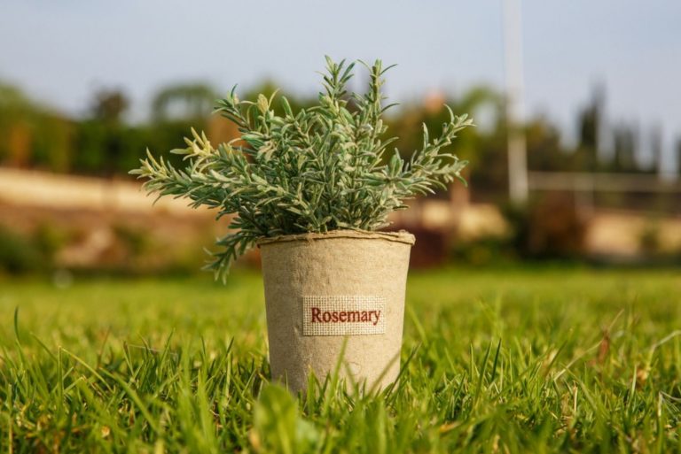 Rosemary in flower pot on the grass in the garden