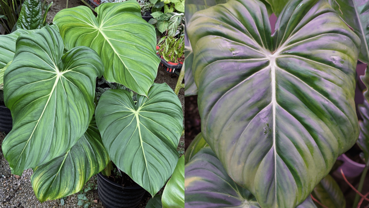 How To Differentiate Philodendron McDowell vs Pastazanum