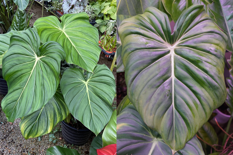 Philodendron McDowell vs Pastazanum