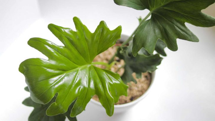 How To Grow And Care For A Horsehead Philodendron