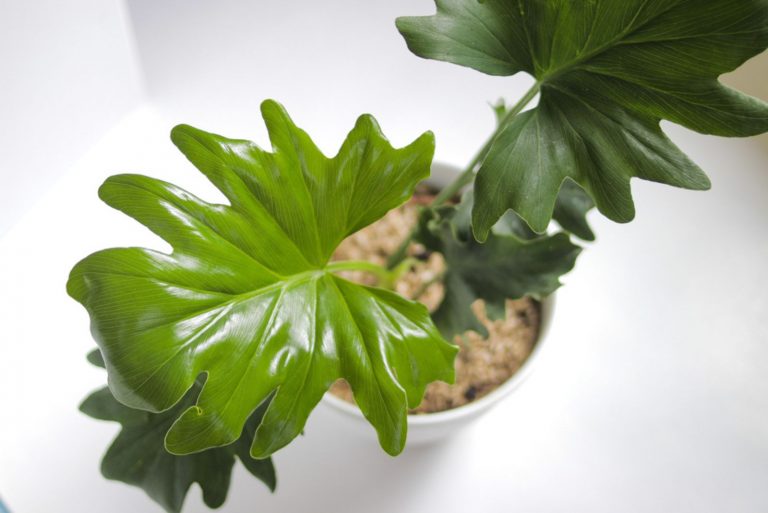 horsehead philodendron plant in white pot