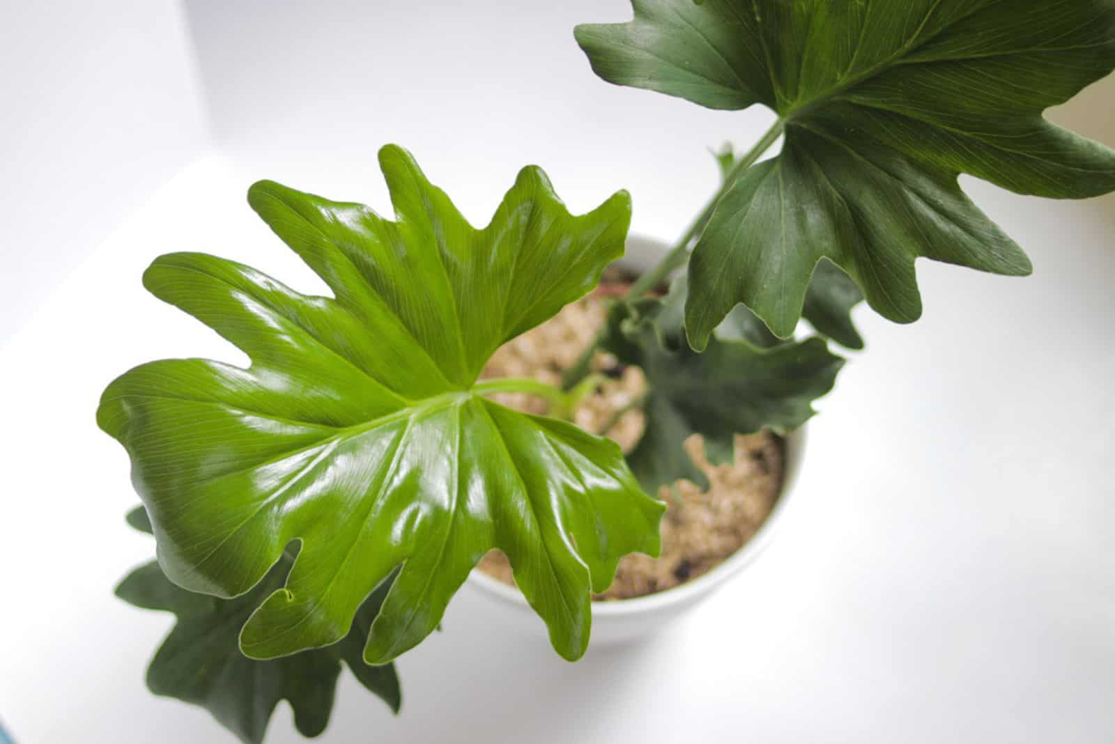How To Grow And Care For A Horsehead Philodendron