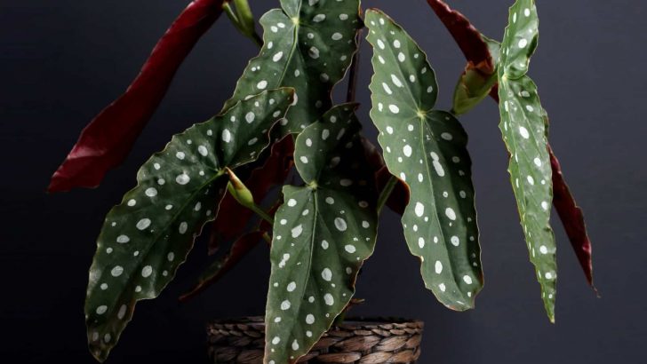 How To Grow And Care For Breathtaking Begonia Maculata
