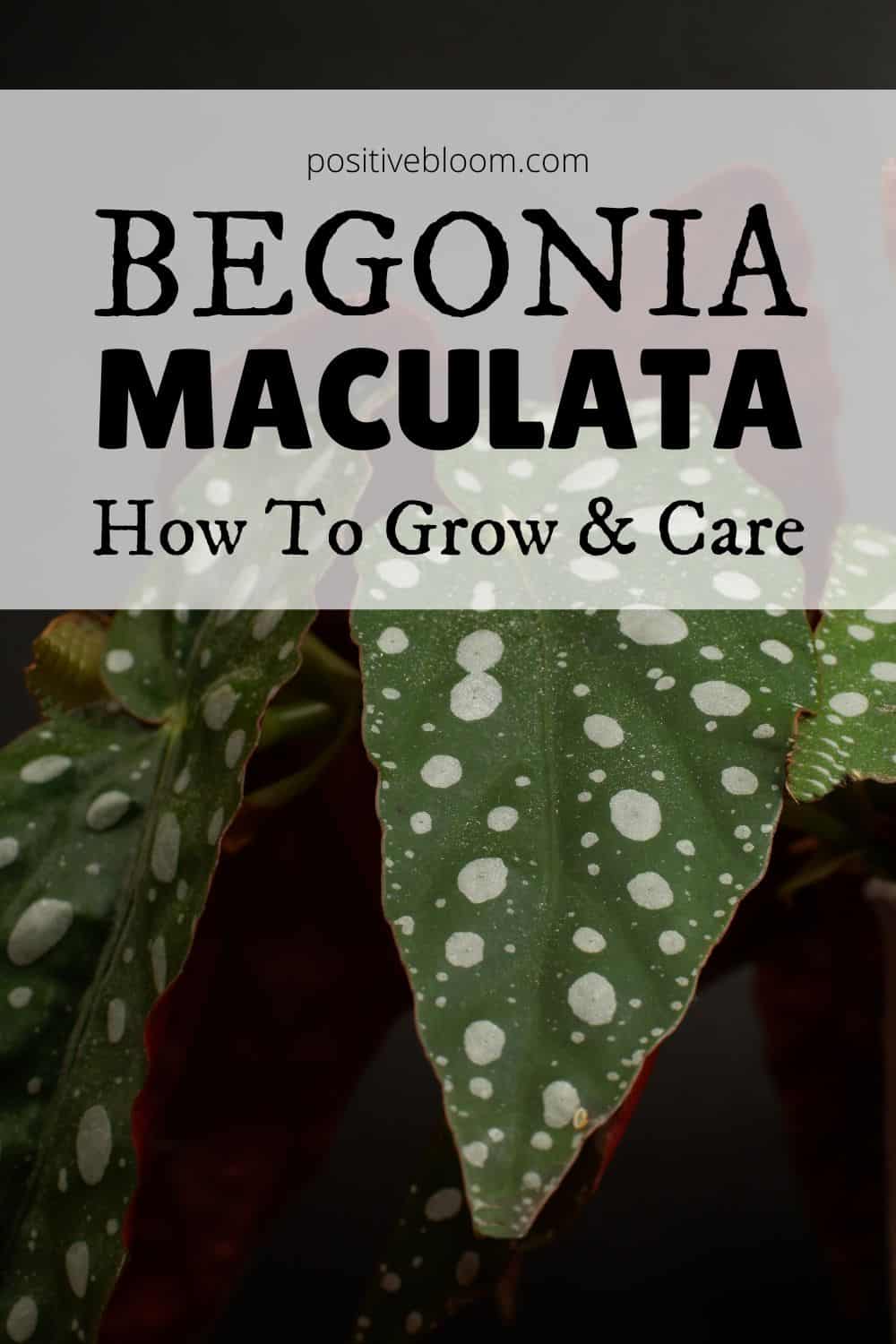 How To Grow And Care For Breathtaking Begonia Maculata Pinterest