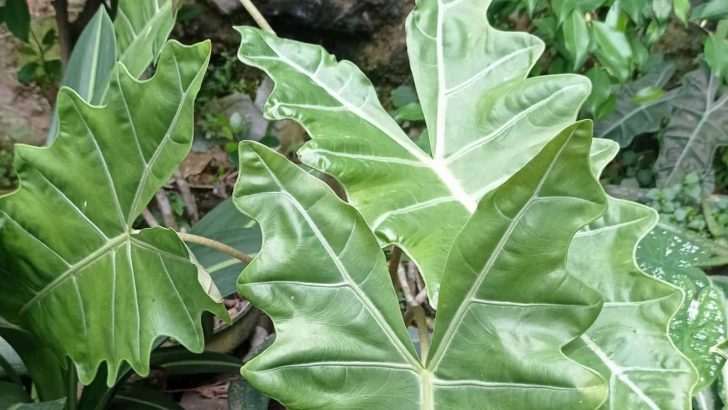 How To Grow And Care For The Alocasia Sarian