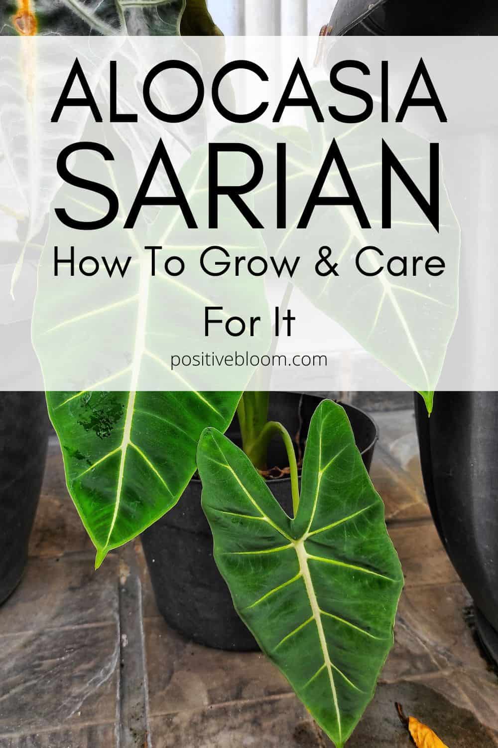 How To Grow And Care For The Alocasia Sarian Pinterest