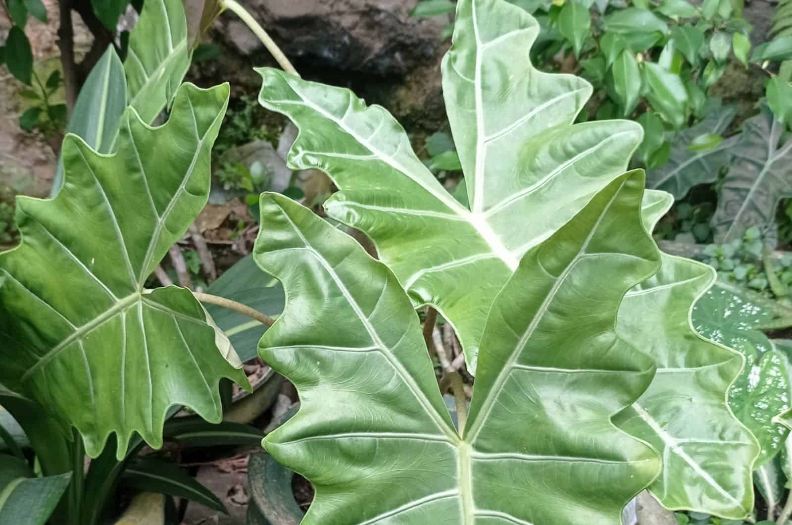 How To Grow And Care For The Alocasia Sarian