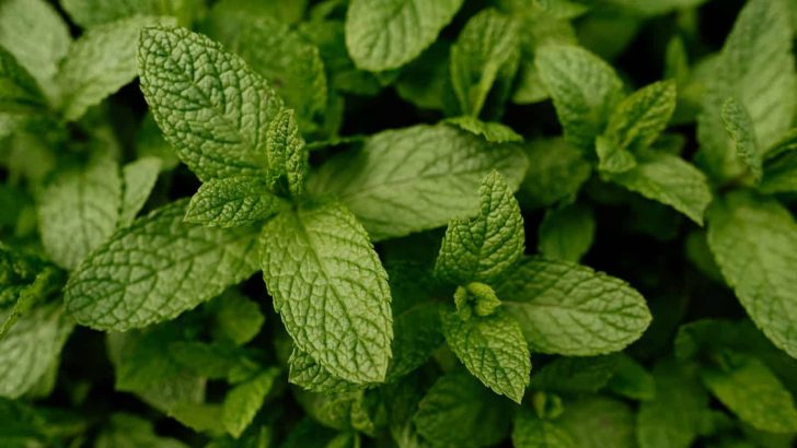 How To Grow And Take Care Of A Strawberry Mint Plant