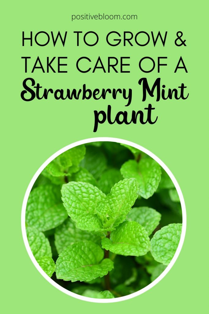 How To Grow And Take Care Of A Strawberry Mint Plant