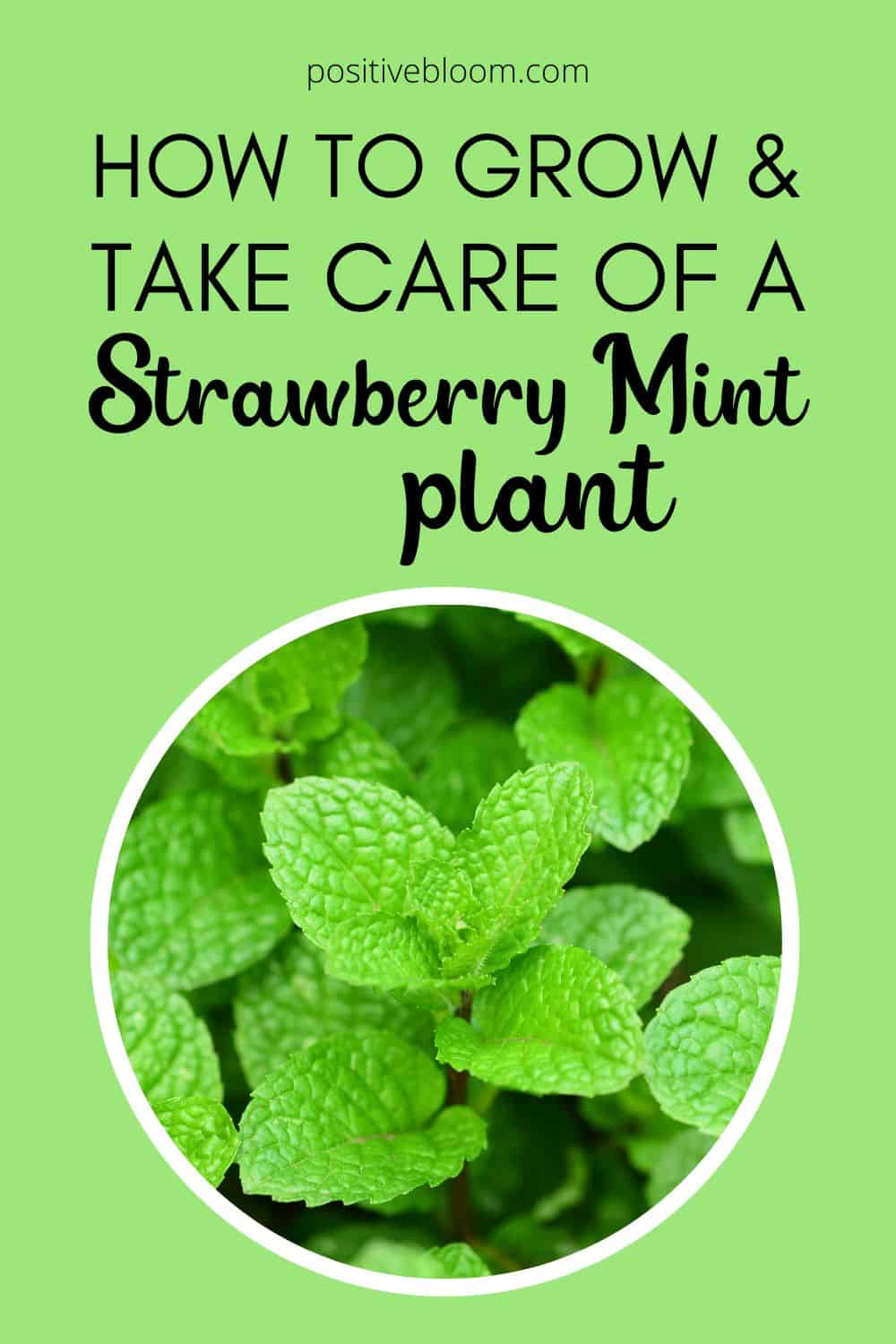 How To Grow And Take Care Of A Strawberry Mint Plant Pinterest