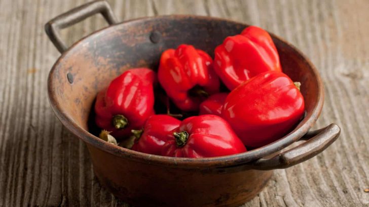 How To Grow And Take Care Of The Caribbean Red Habanero