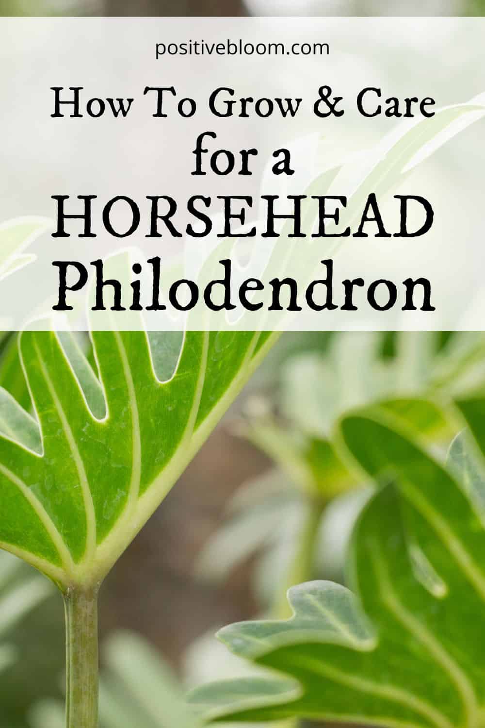 How To Grow & Care For A Horsehead Philodendron Pinterest