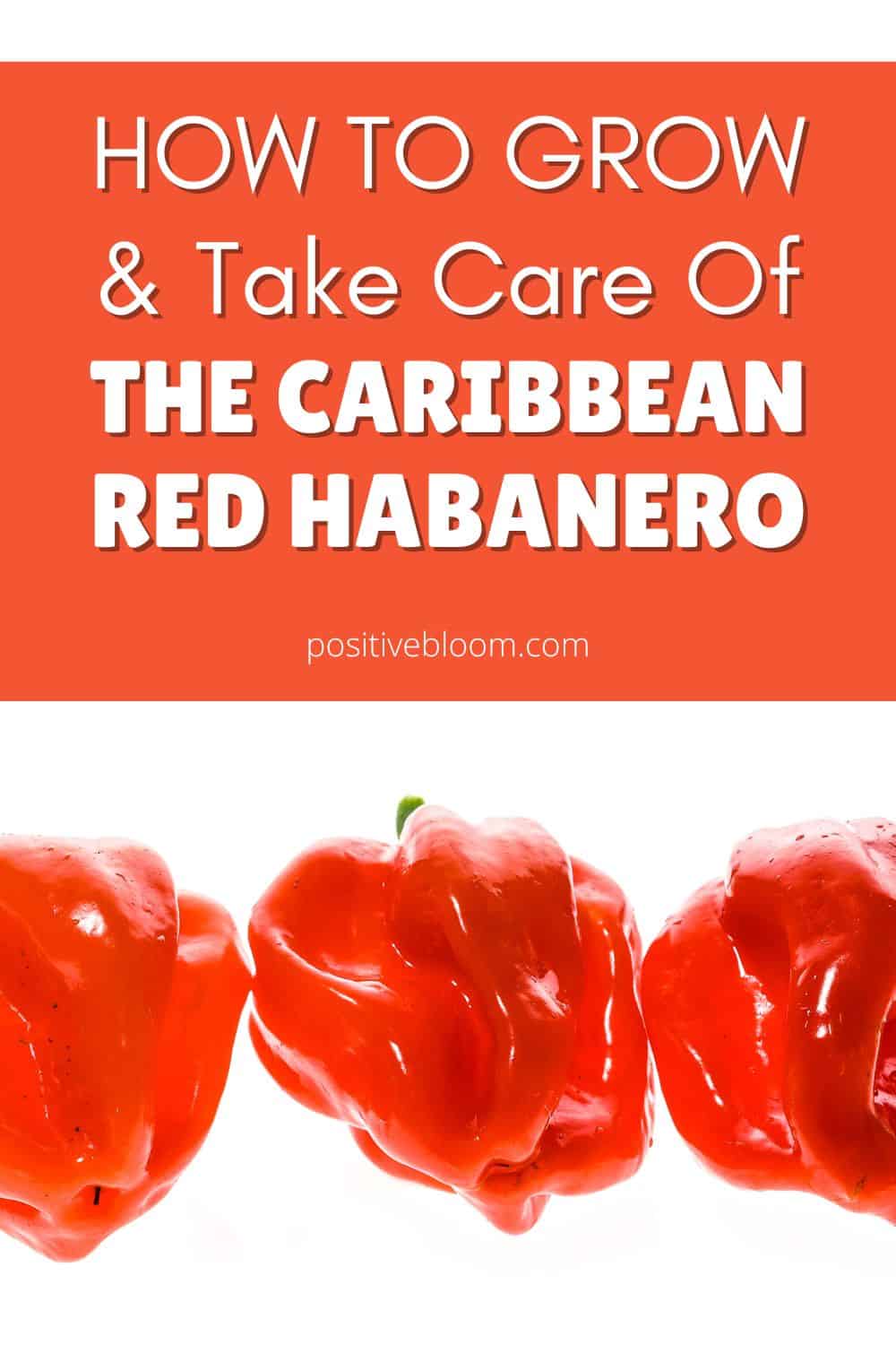 How To Grow & Take Care Of The Caribbean Red Habanero Pinterest