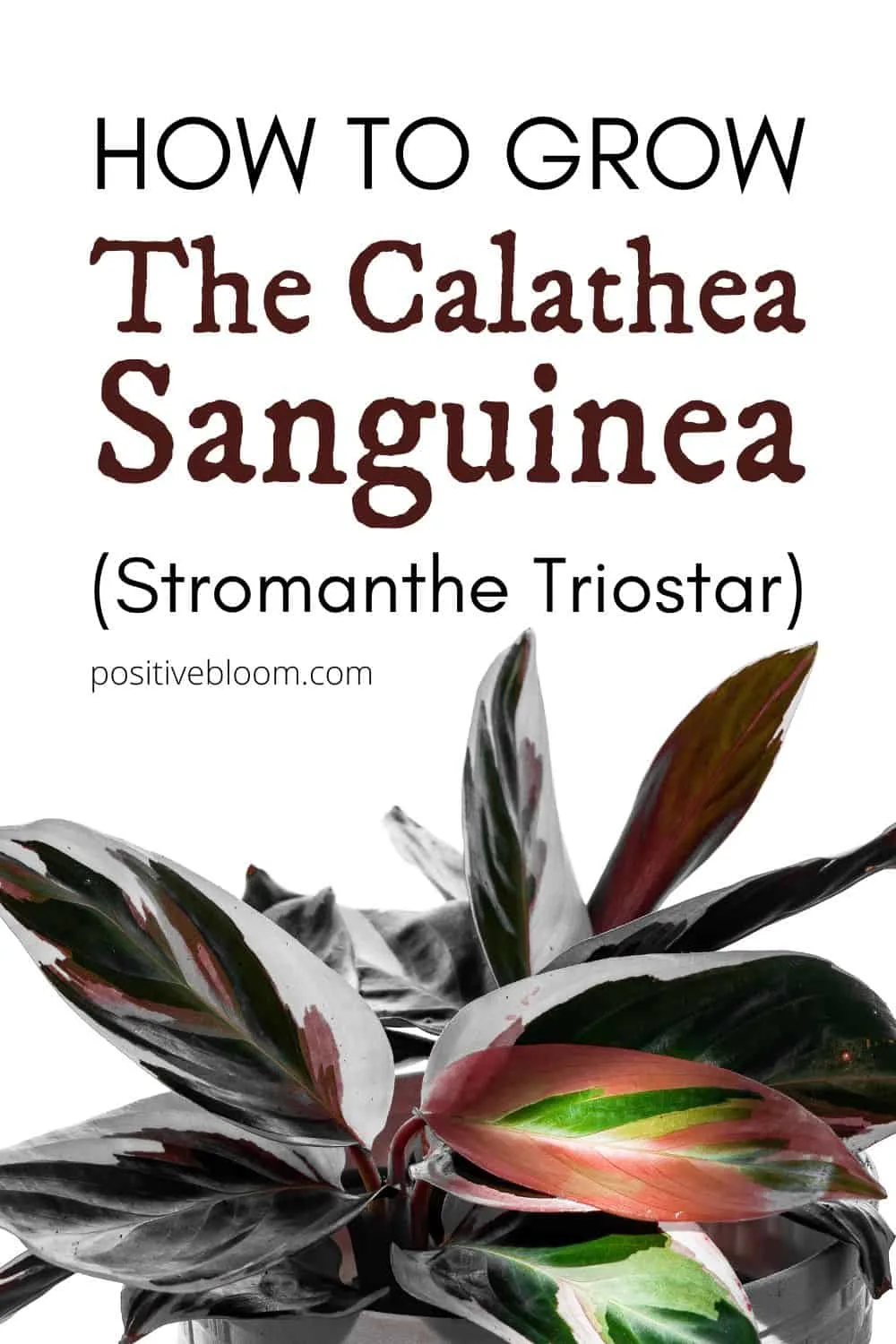 How To Grow The Calathea Sanguinea (Stromanthe Triostar) Pinterest