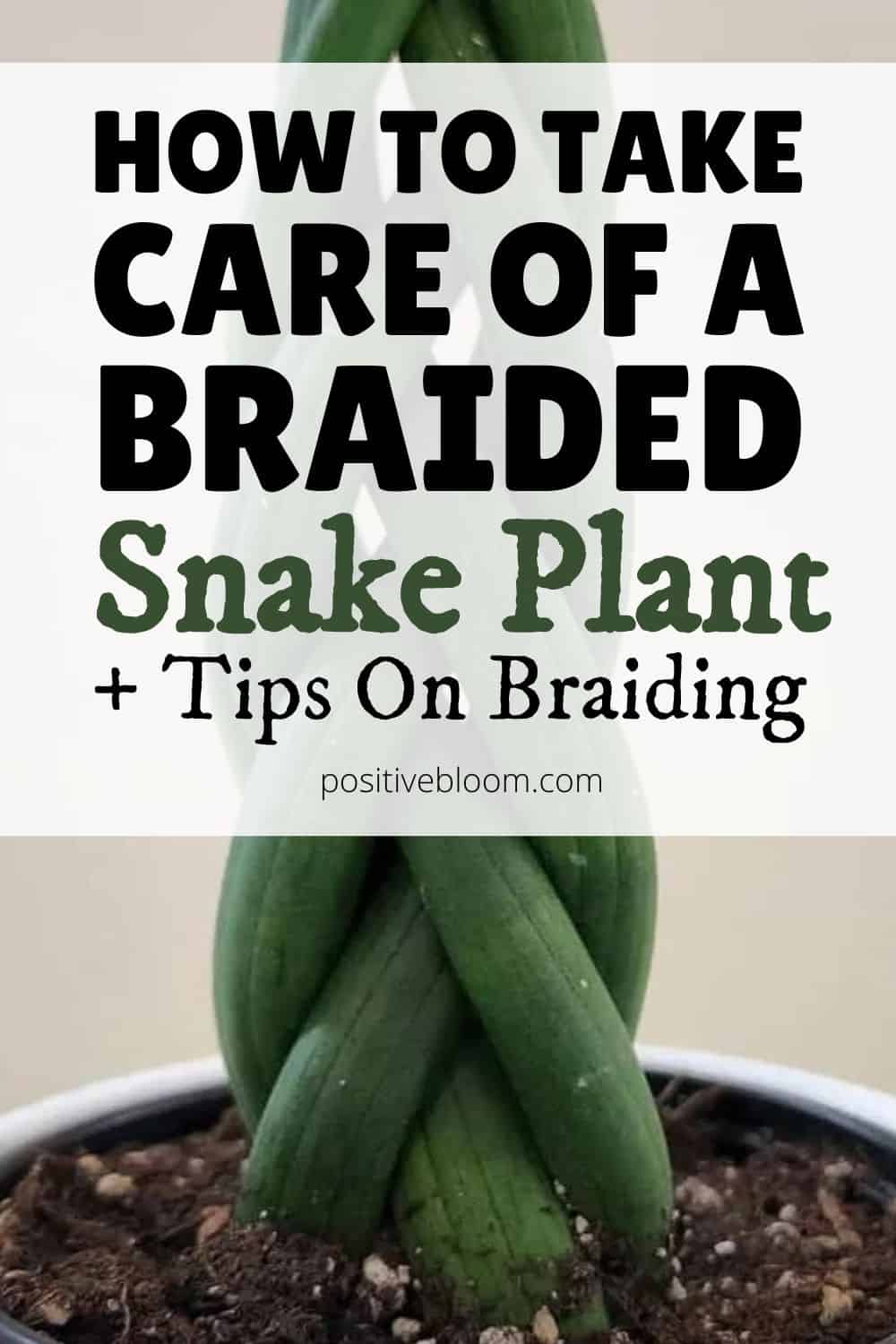 How To Take Care Of A Braided Snake Plant + Tips On Braiding Pinterest