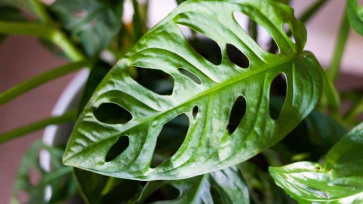 How To Take Care Of The Monstera Acacoyaguensis