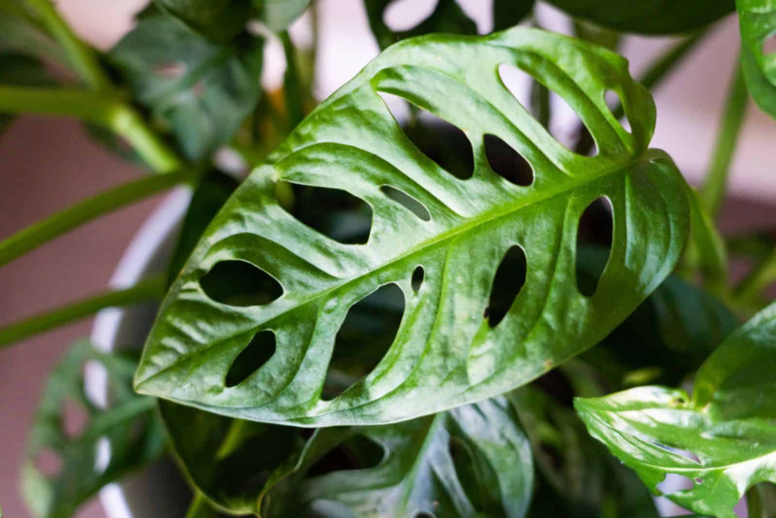How To Take Care Of The Monstera Acacoyaguensis