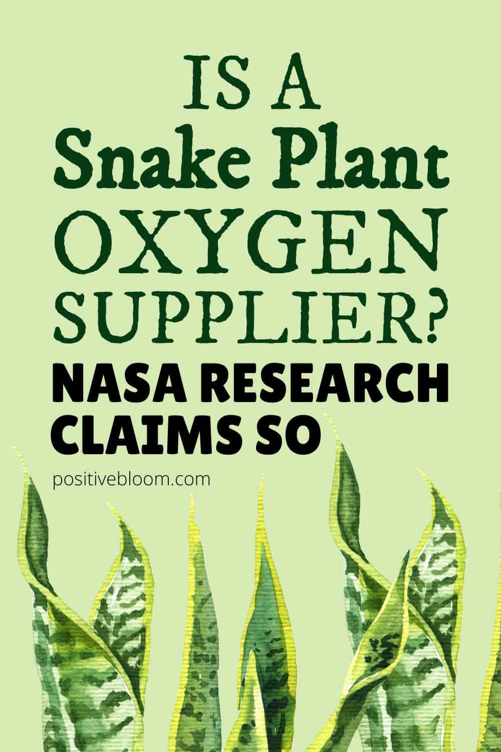 Is A Snake Plant Oxygen Supplier NASA Research Claims So Pinterest