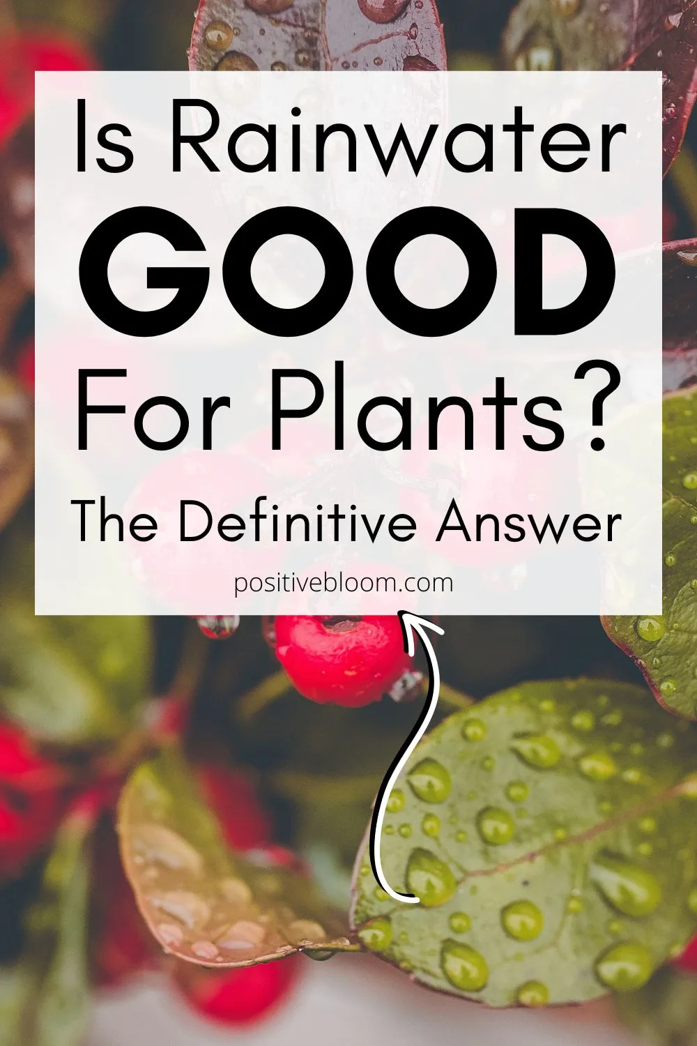 Is Rainwater Good For Plants The Definitive Answer Pinterest