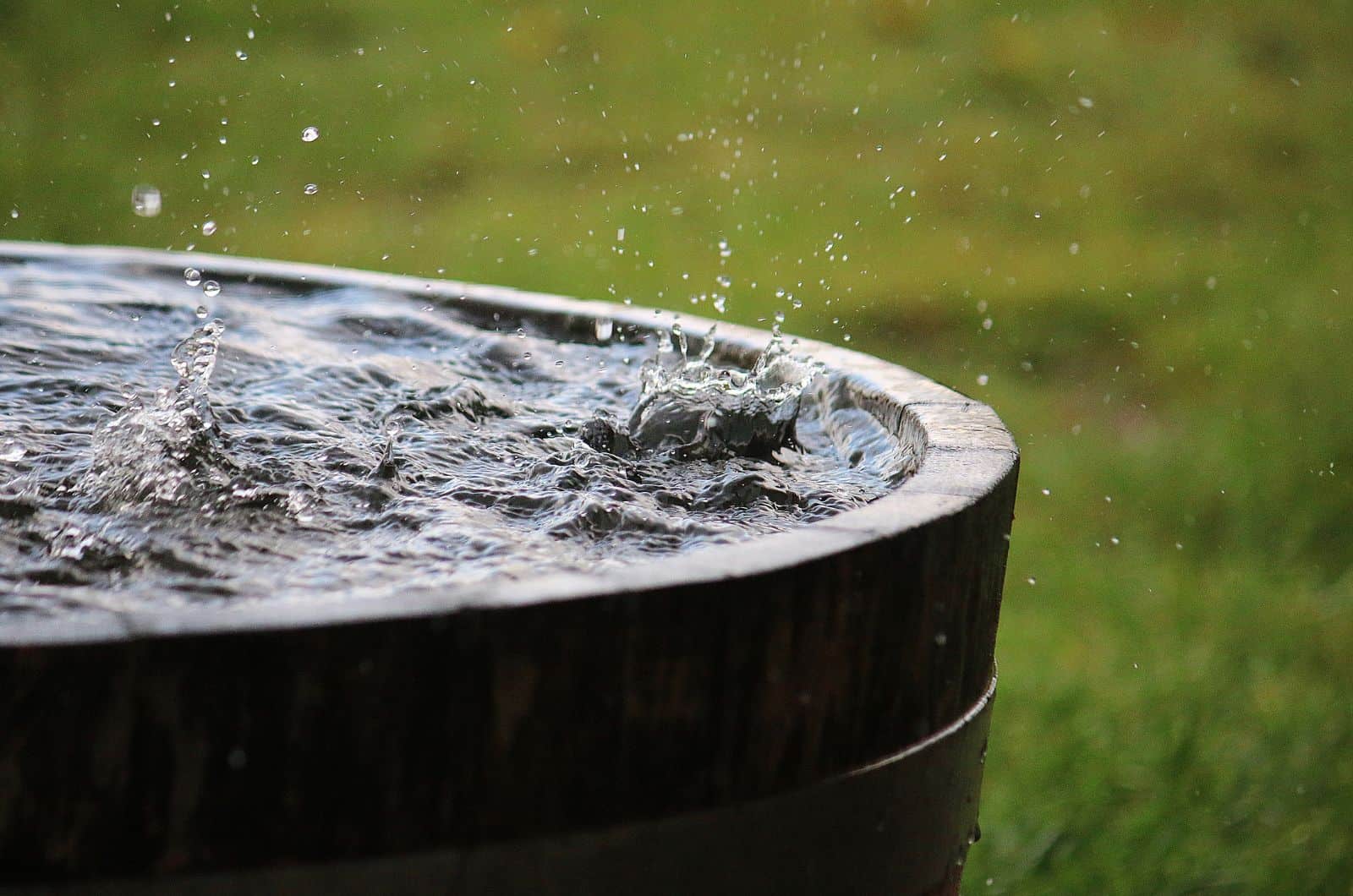 Is Rainwater Good For Plants? The Definitive Answer