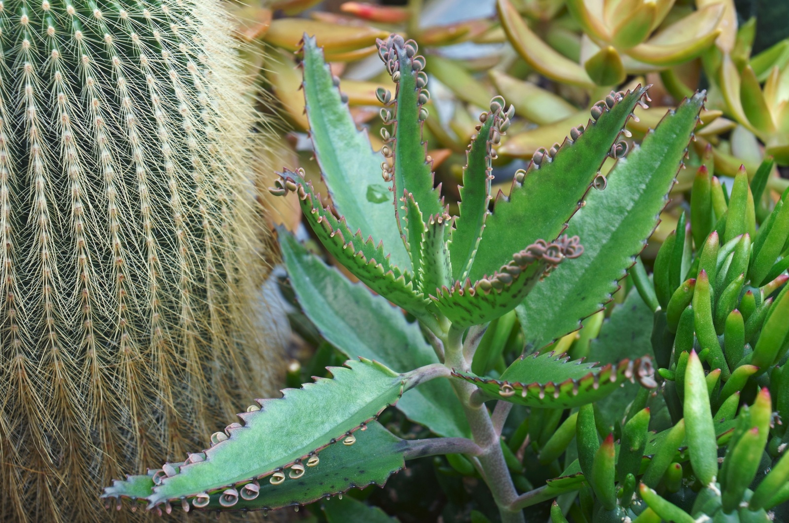 Kalanchoe