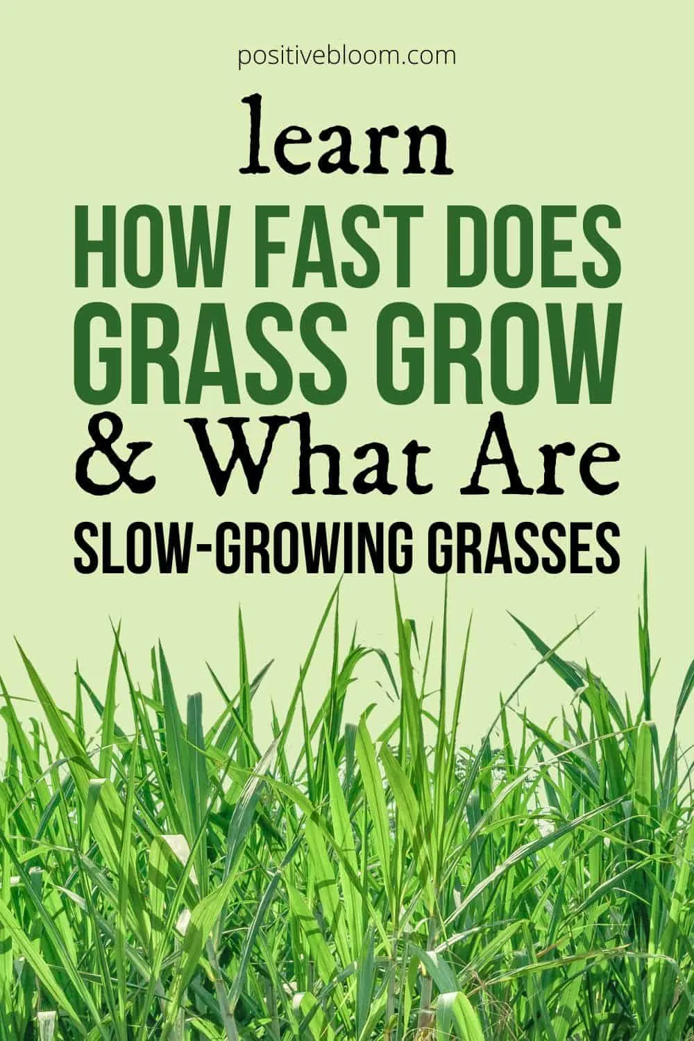 Learn How Fast Does Grass Grow & What Are Slow-growing Grasses Pinterest