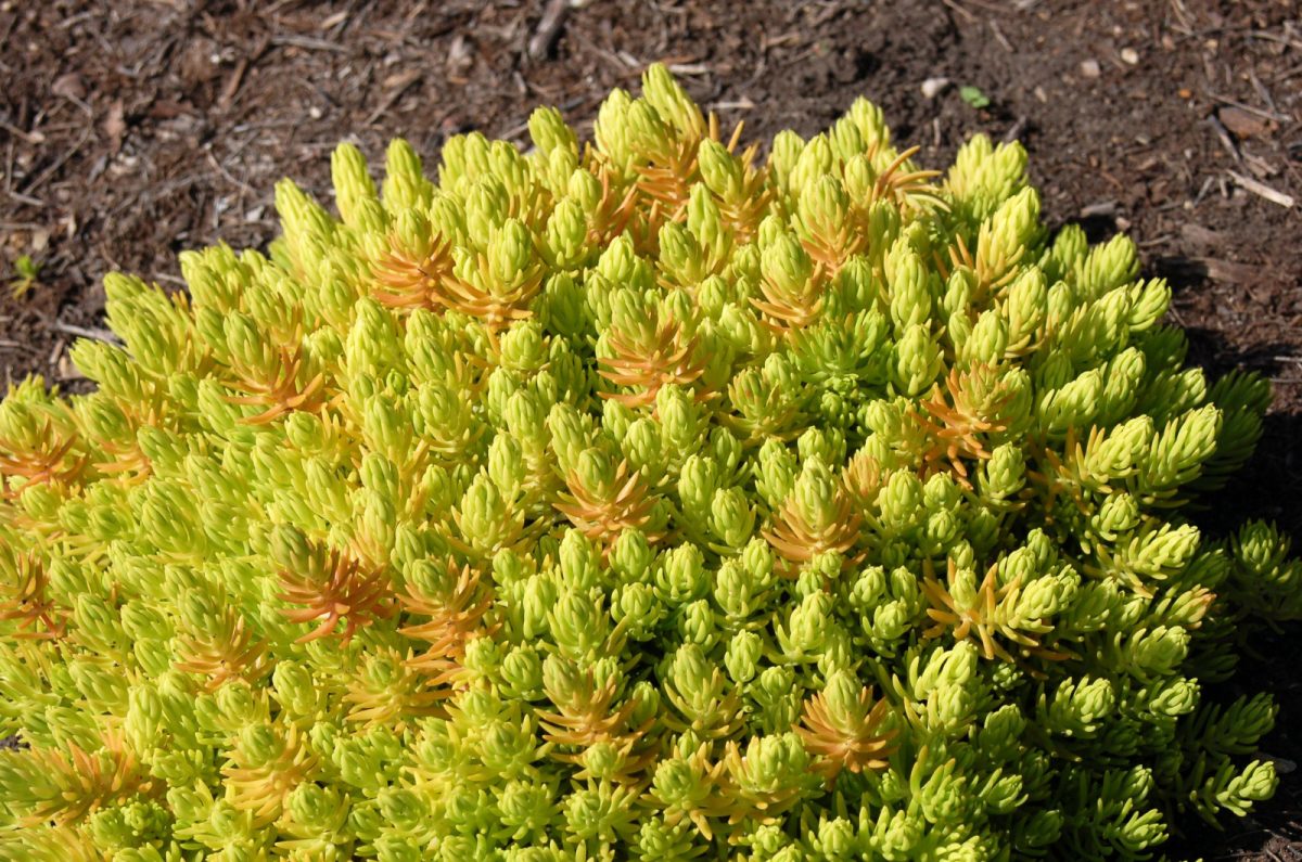 What A Lemon Ball Sedum Is And How To Take Care Of It