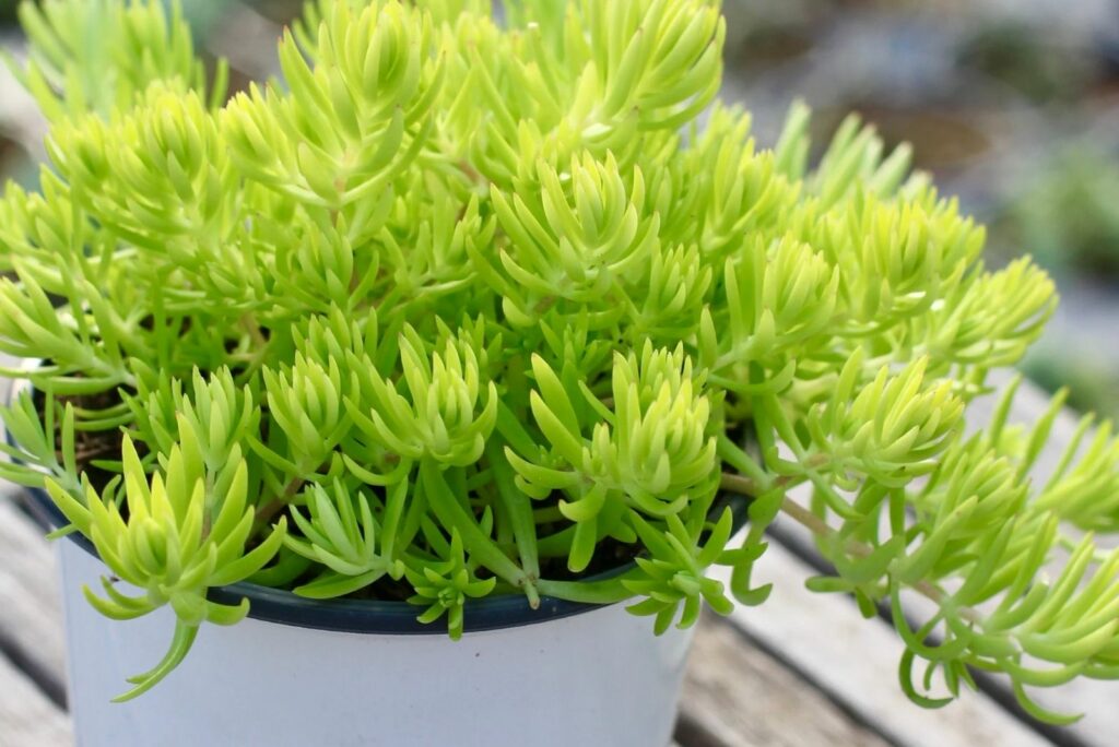 Lemon Ball Sedum in a white pot