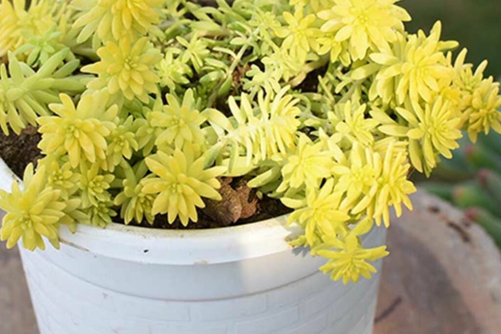 Lemon Ball Sedum root rot