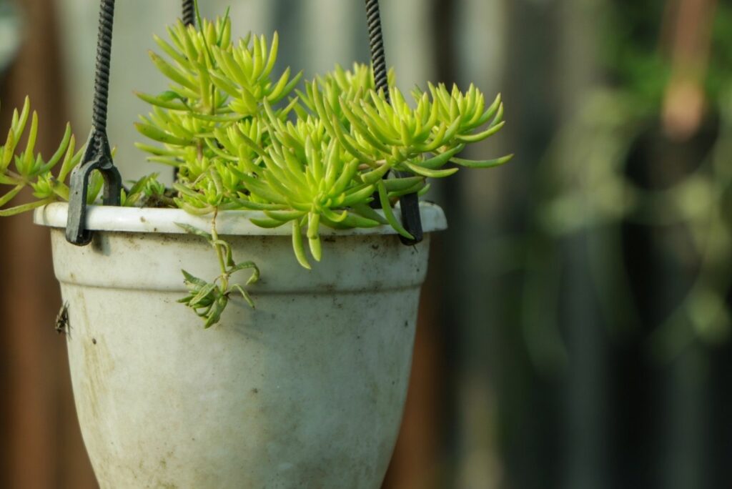 Lemon Ball in a hanging pot