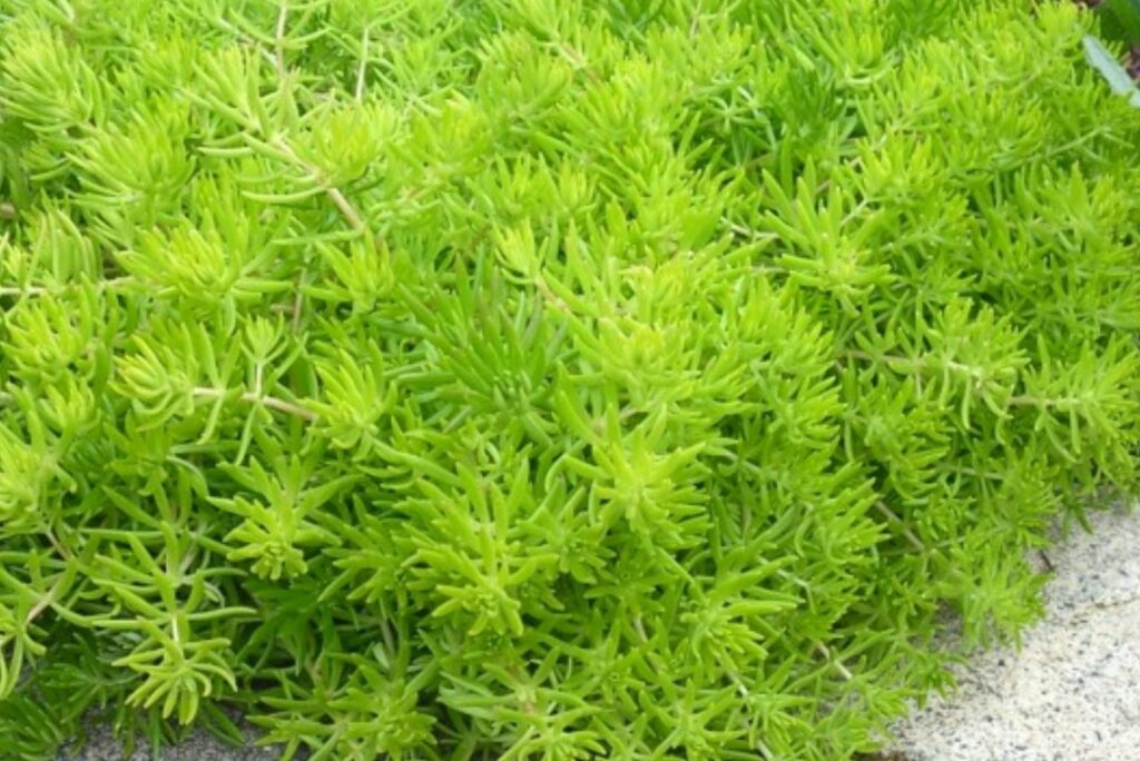 Lemon Ball in rocky soil