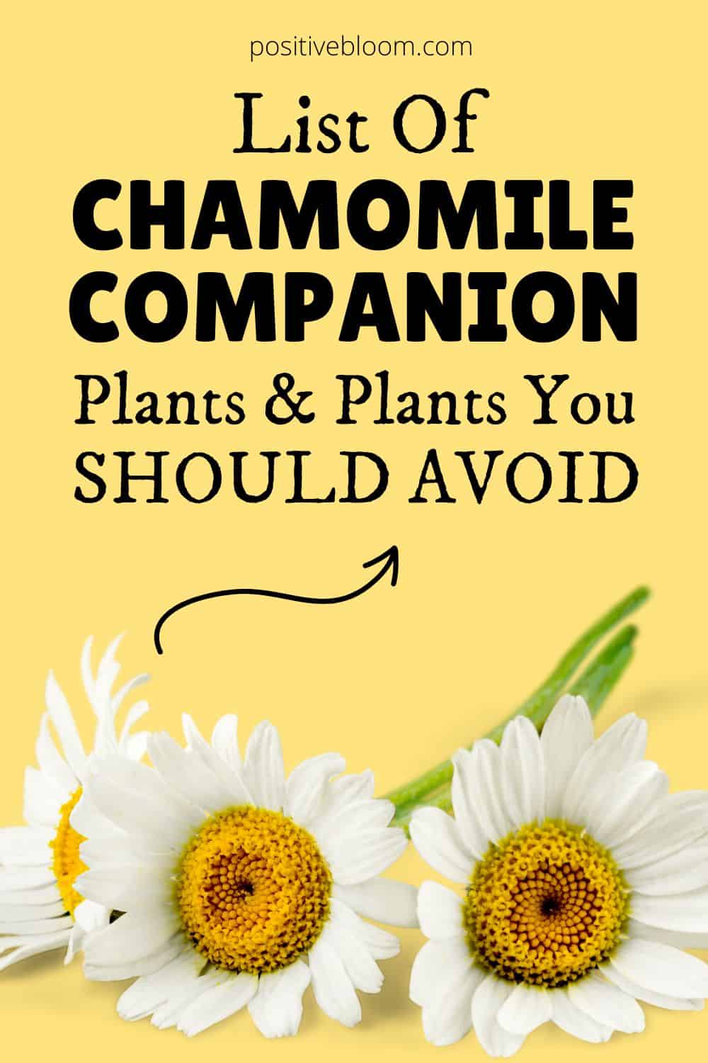 List Of Chamomile Companion Plants & Plants You Should Avoid Pinterest