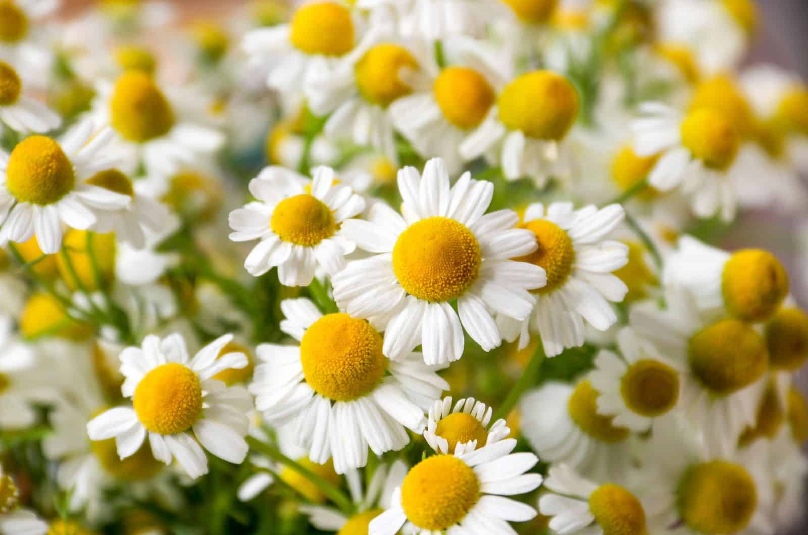 Image of Yarrow and chamomile companion flowers