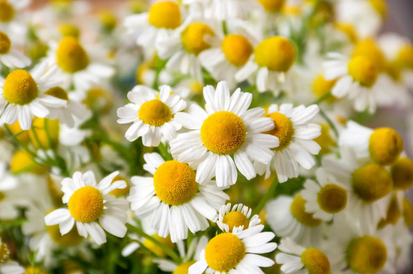 Image of Chamomile plant as cabbage companion plant for pests