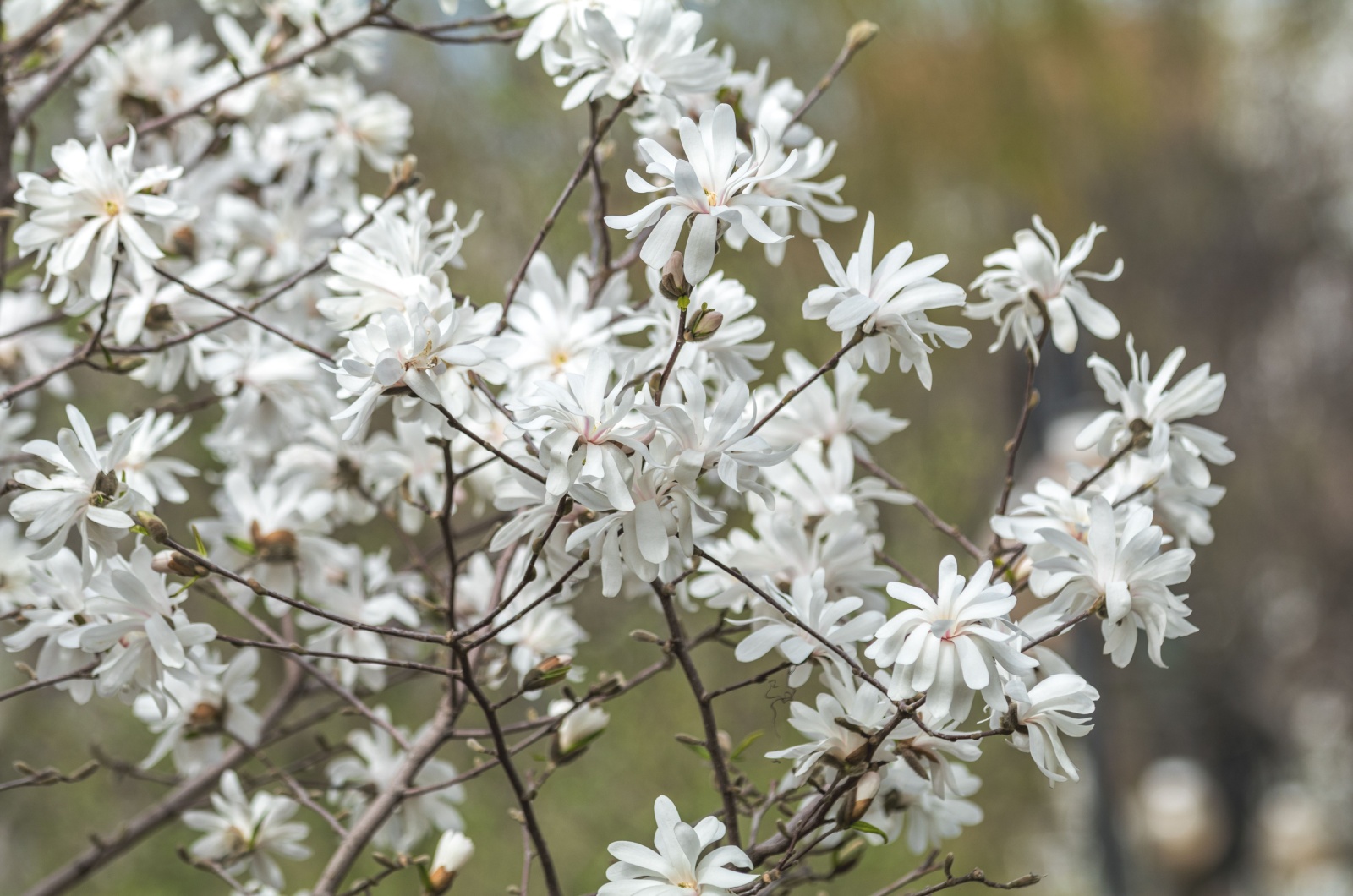 Magnolia stellata