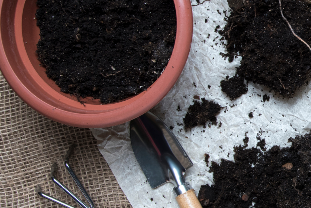 Beginner Friendly Step-by-step Guide To Repotting Bonsai