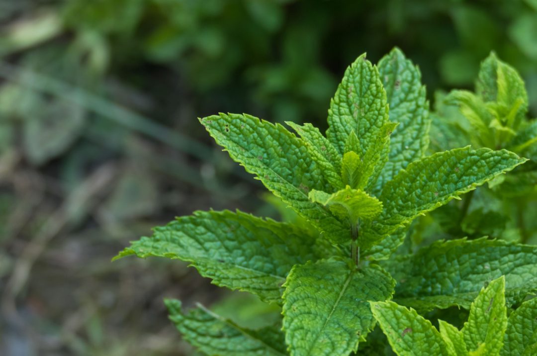 How To Grow And Take Care Of A Strawberry Mint Plant