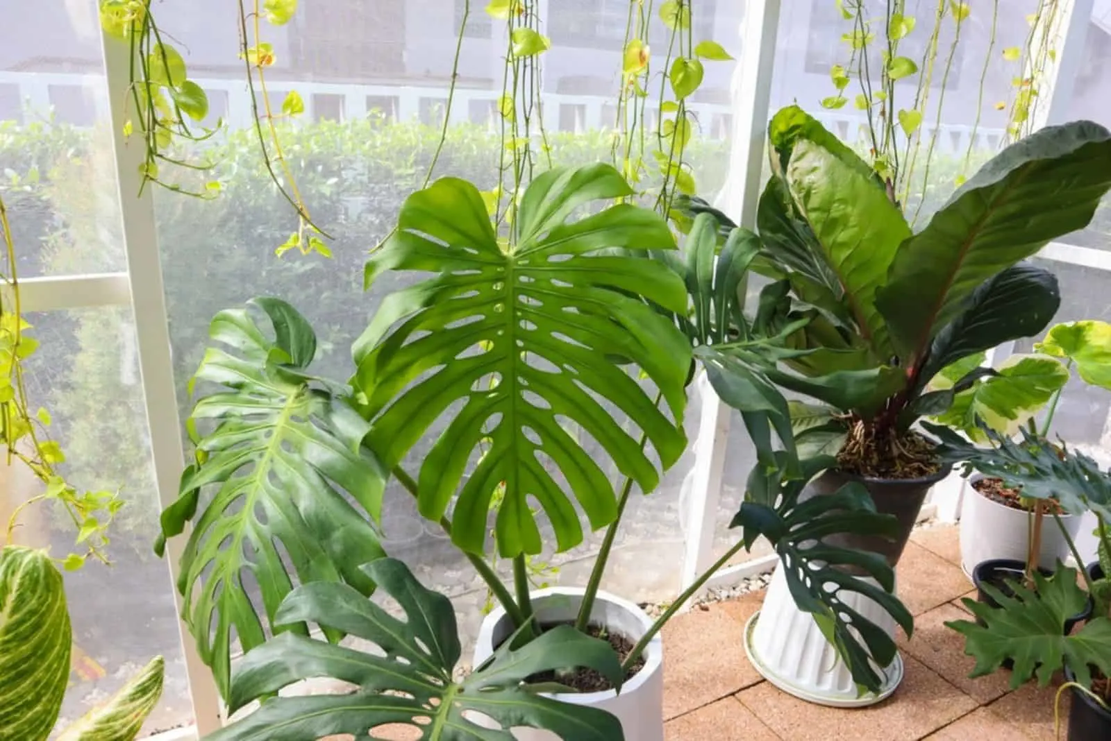 Monstera deliciosa or Swiss cheese plant in green house