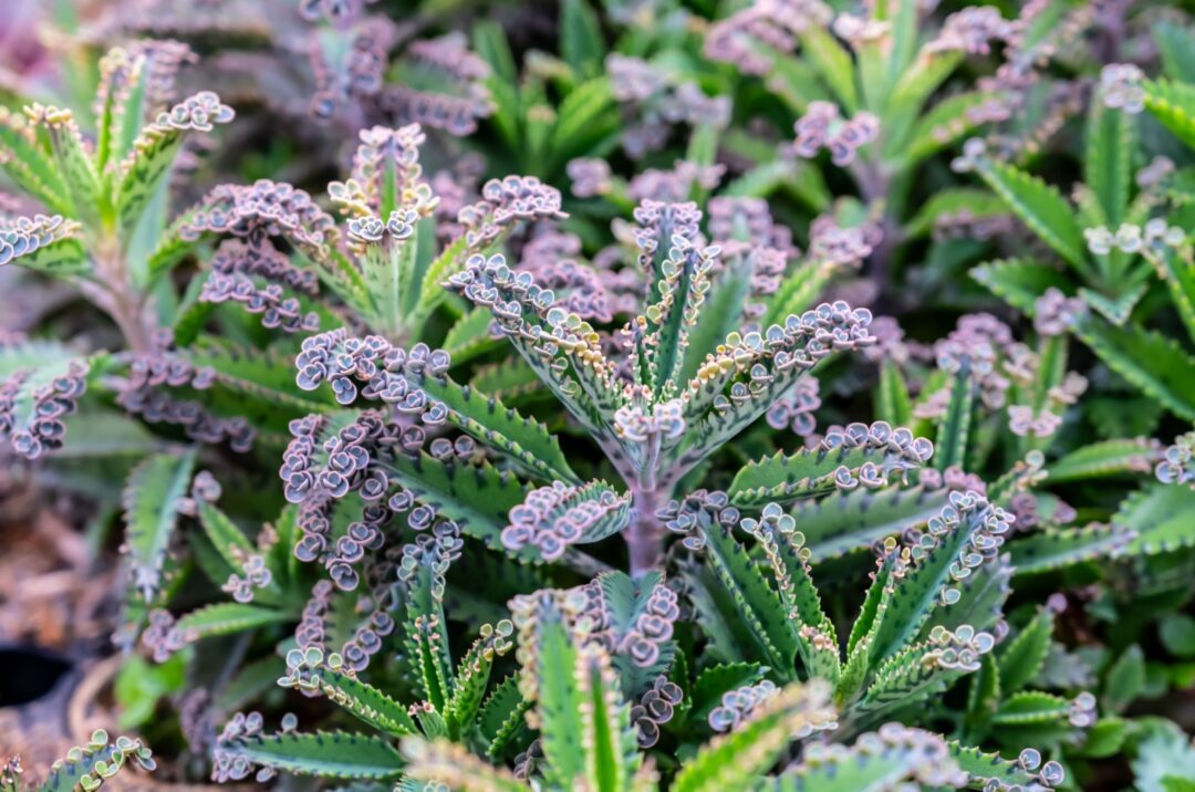 6 Breathtaking Mother Of Thousands Varieties