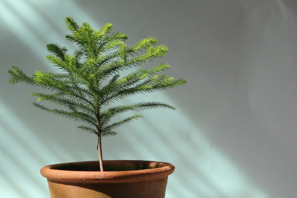 norfolk island pine