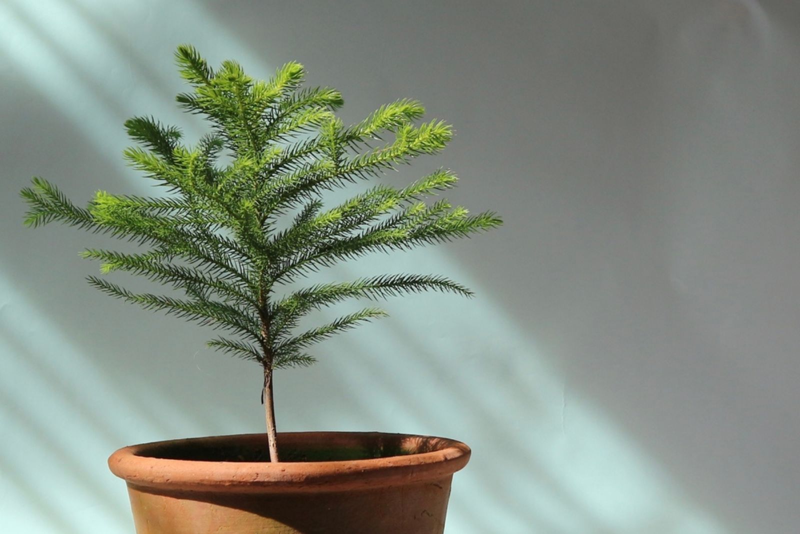 Norfolk Island Pine