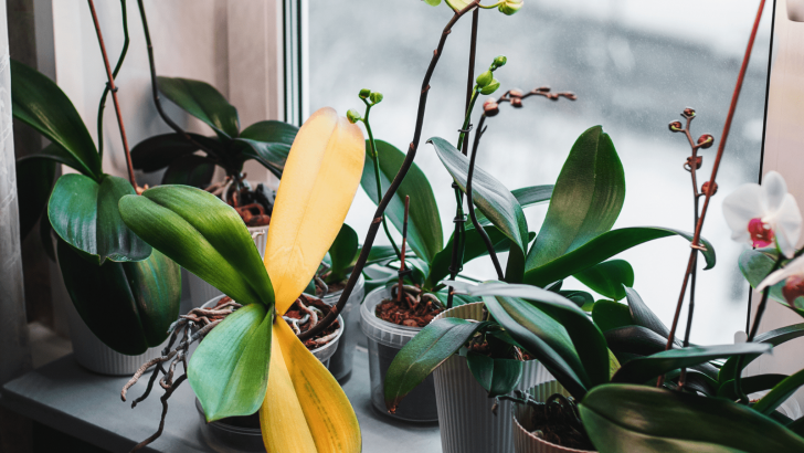 Orchid Leaves Drooping: 9 Common Causes And Solutions