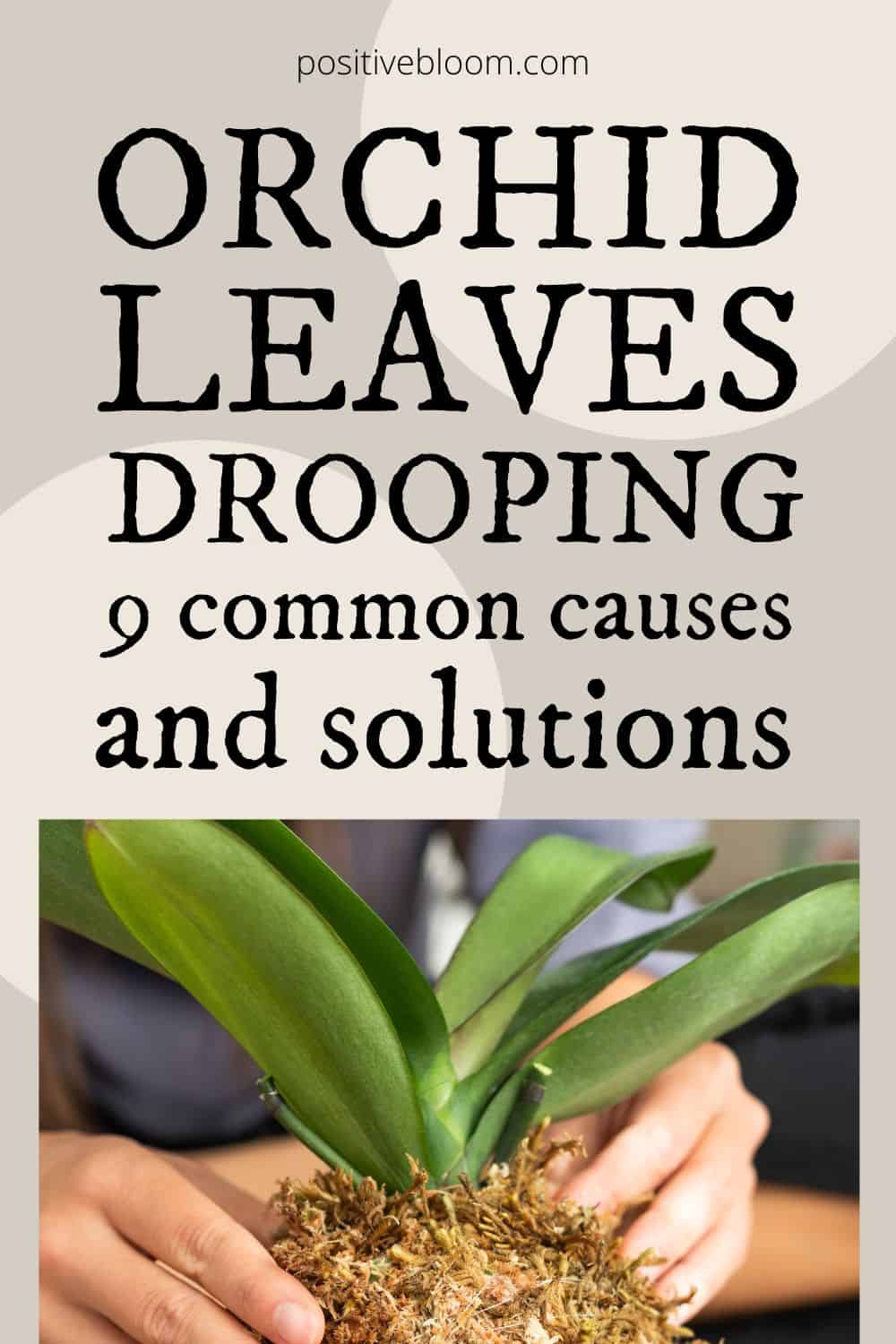 Orchid Leaves Drooping 9 Common Causes And Solutions