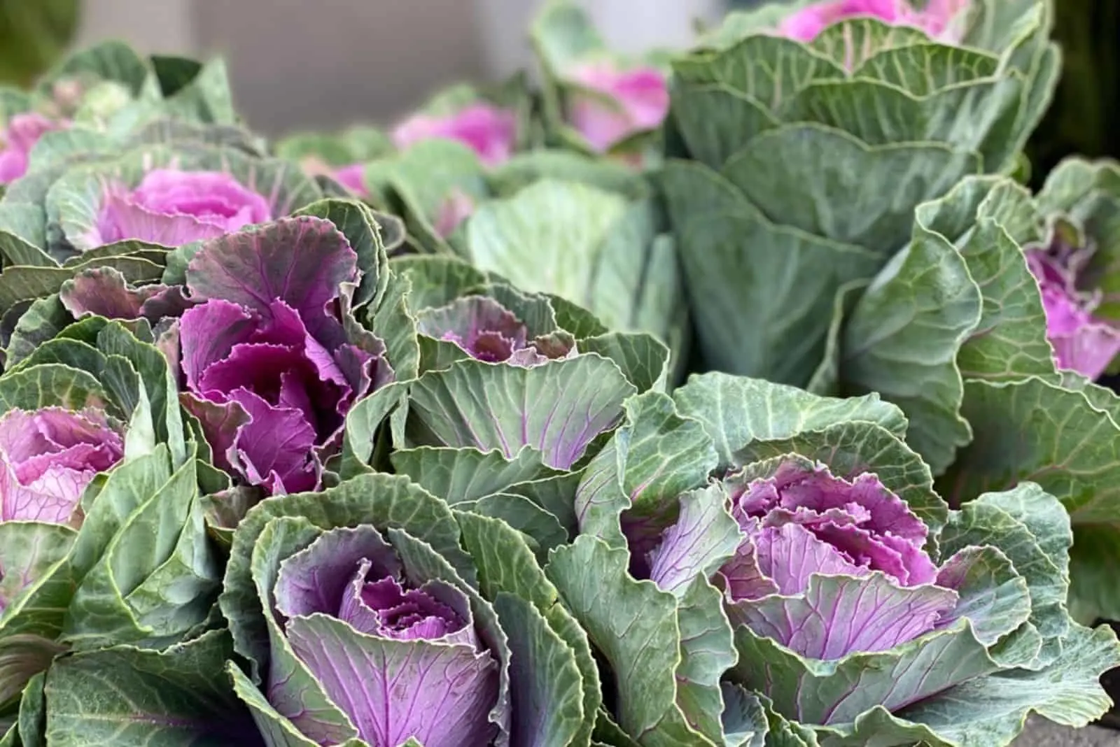 Ornamental brassica cabbage with green purple leaves