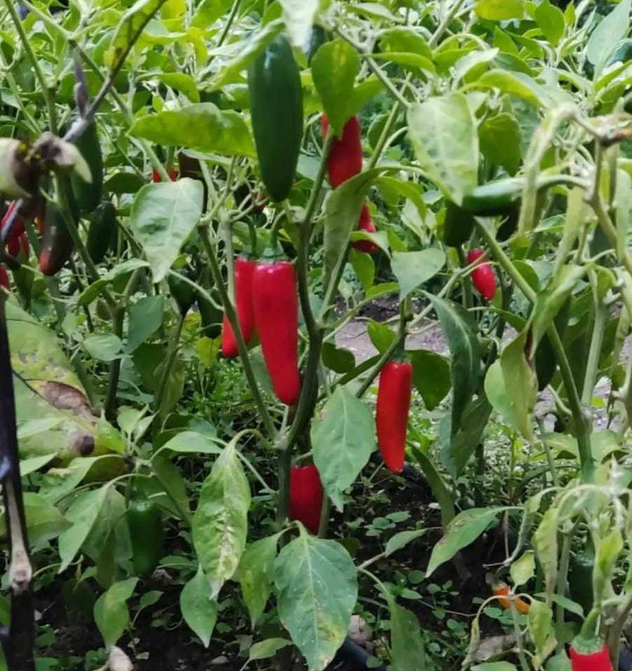 Causes Of Pepper Plant Leaves Curling And How To Fix It