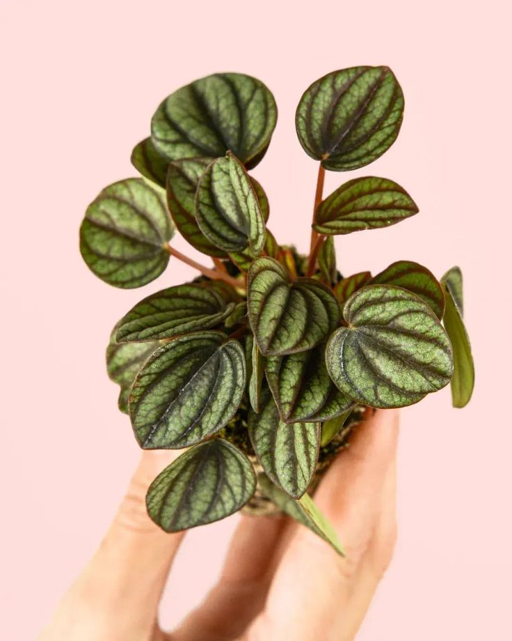 Peperomia Albovittata